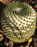 Mammillaria Lloydii