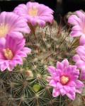 Mammillaria Longiflora