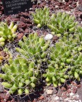 Mammillaria Longimamma