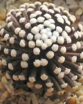 Mammillaria Luethyi