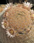 Mammillaria Magallanii