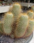 Mammillaria Magnifica