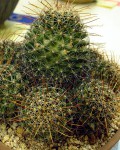 Mammillaria Mainiae