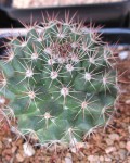 Mammillaria Mammillaris