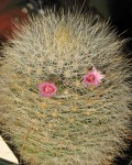 Mammillaria Manana