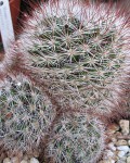 Mammillaria Marcosii