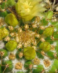 Mammillaria Marksiana