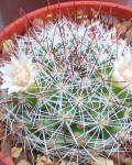 Mammillaria Mathildae