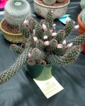 Mammillaria Mazatlanensis