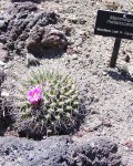 Mammillaria Melanocentra