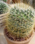 Mammillaria Mercadensis