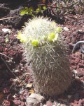 Mammillaria Microhelia