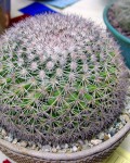 Mammillaria Miegiana