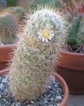 Mammillaria Mieheana