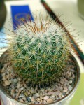 Mammillaria Moelleriana