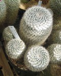 Mammillaria Morganiana