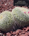 Mammillaria Muehlenpfordtii