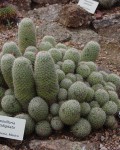 Mammillaria Multidigitata