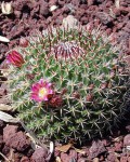 Mammillaria Mystax