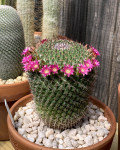 Mammillaria mystax