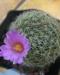 Mammillaria Napina