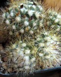 Mammillaria Neopalmeri