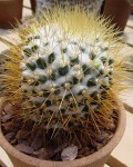 Mammillaria Nivosa