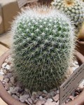 Mammillaria Nunezii