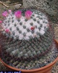 Mammillaria Orcuttii