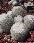 Mammillaria Parkinsonii