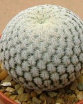 Mammillaria Pectinifera