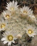 Mammillaria Pennispinosa