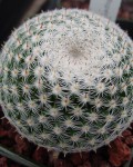 Mammillaria Perbella