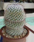 Mammillaria Perezdelarosae