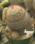 Mammillaria Petrophila