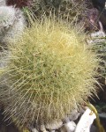 Mammillaria Petterssonii