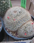 Mammillaria Pilispina