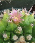 Mammillaria Polyedra