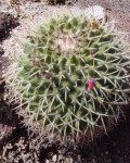 Mammillaria Polythele