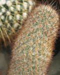 Mammillaria Pottsii