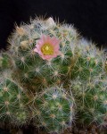 Mammillaria Prolifera