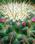 Mammillaria Rekoi