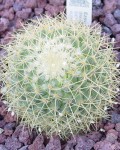 Mammillaria Rhodantha