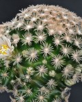 Mammillaria Roemeri