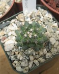 Mammillaria Roseoalba