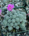 Mammillaria Saboae