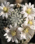 Mammillaria Sanchez-mejoradae