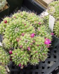 Mammillaria Sartorii