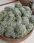 Mammillaria Schiedeana