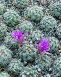 Mammillaria Schumannii